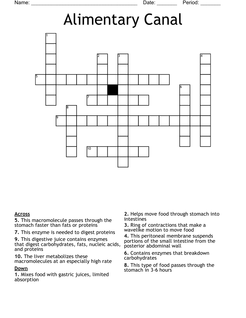 Alimentary Canal Crossword WordMint
