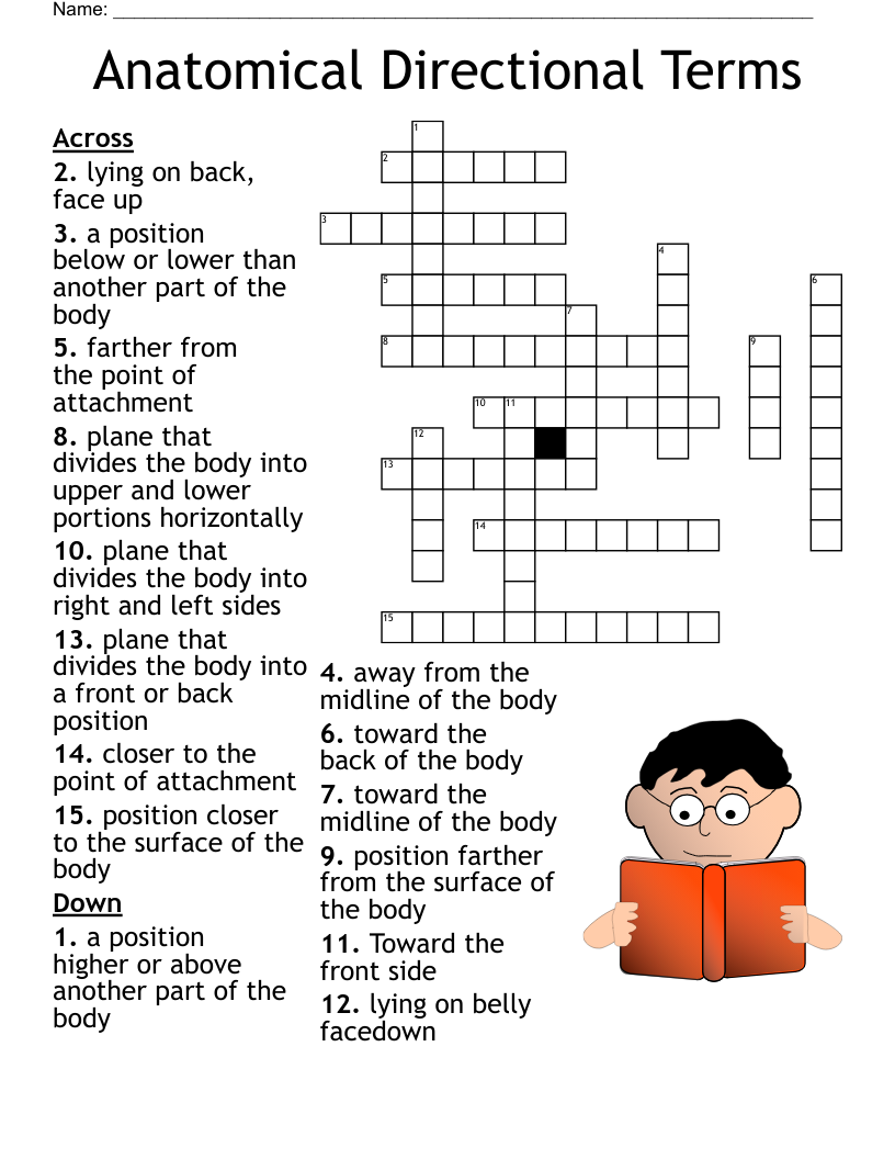 Anatomical Directional Terms Crossword WordMint