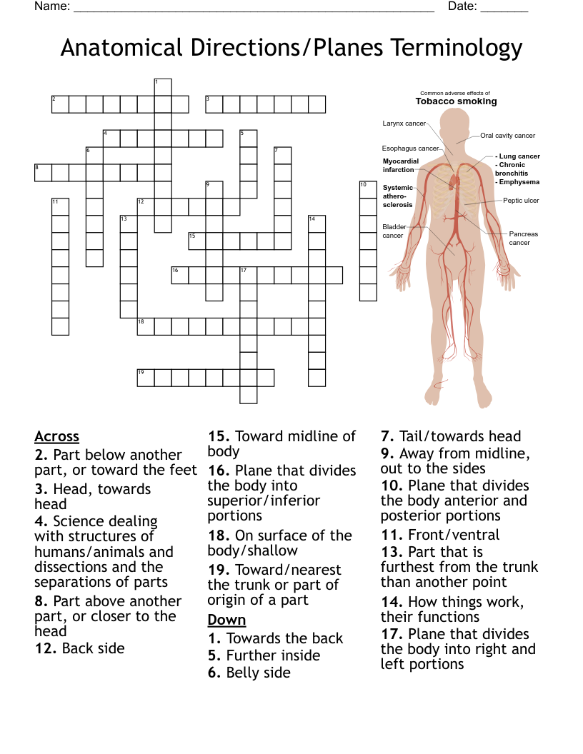 Anatomical Directions Planes Terminology Crossword WordMint