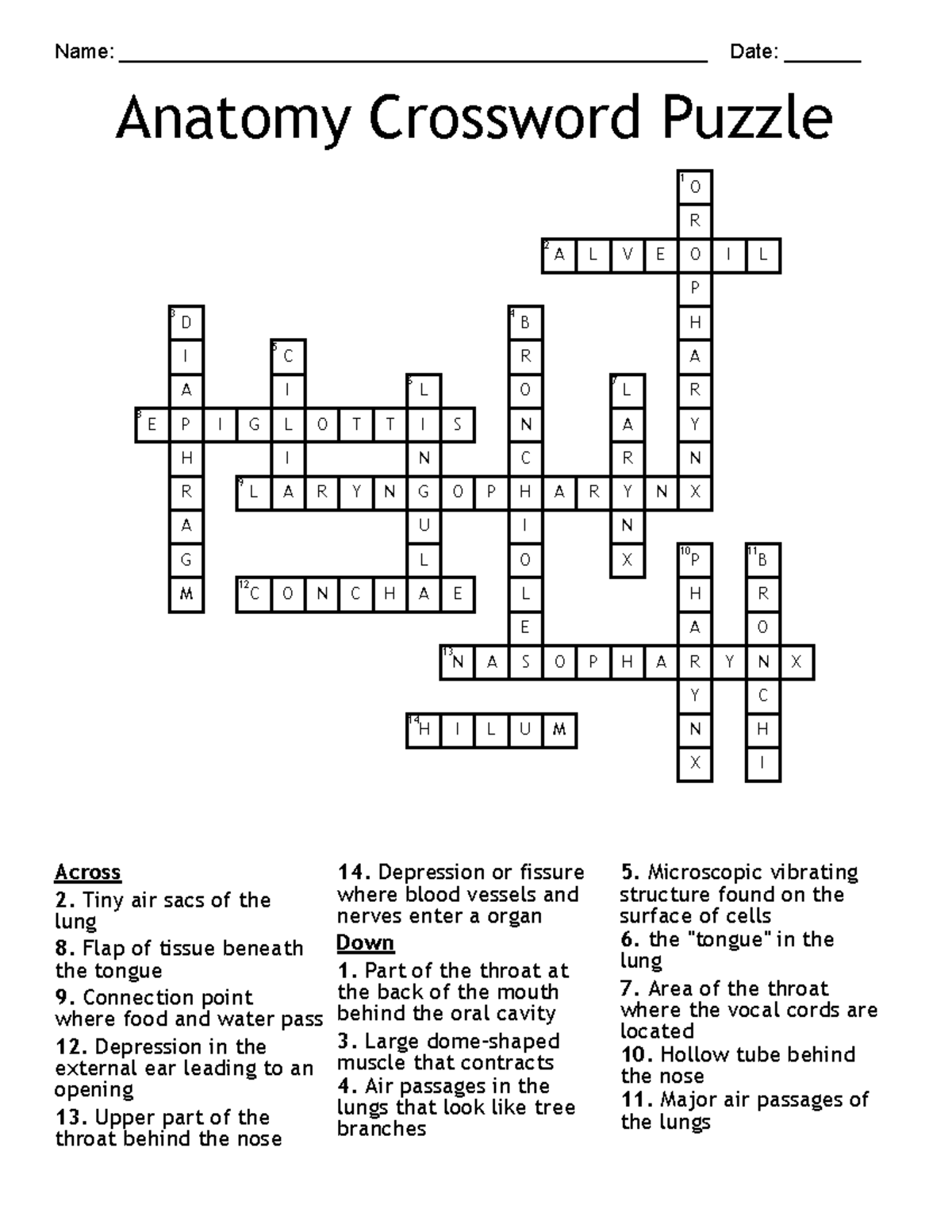 Anatomy Crossword Puzzle Answer Key Name Studocu