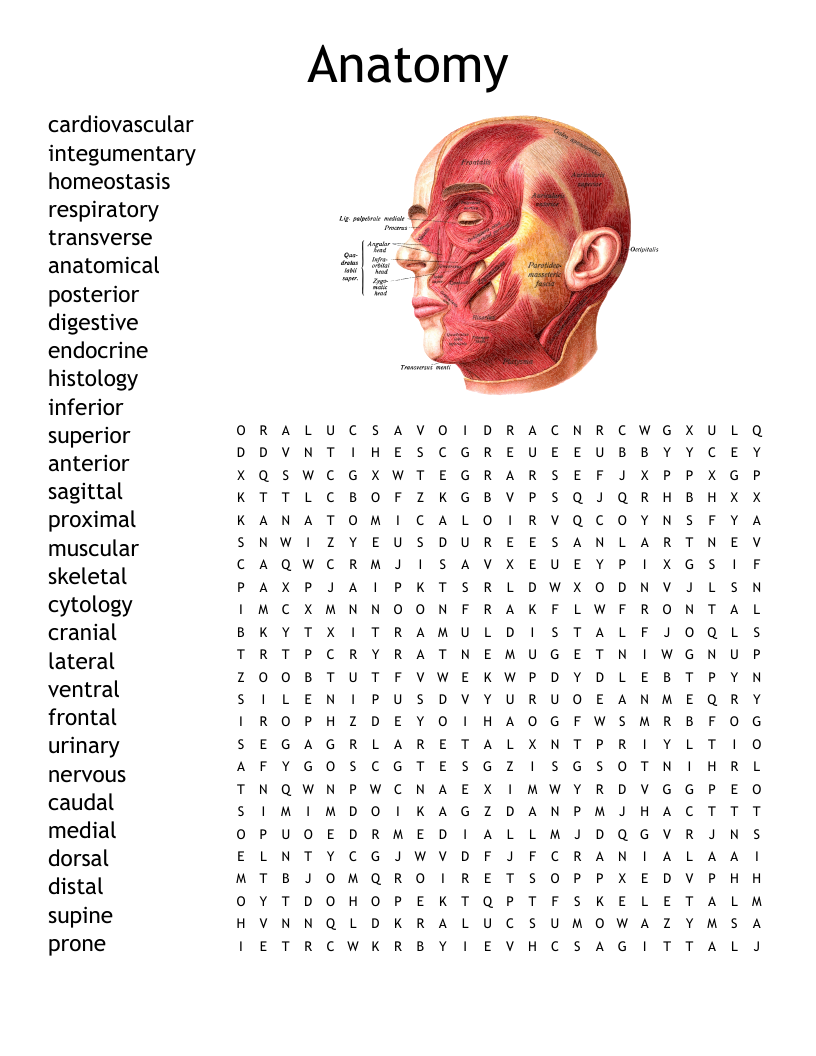 Anatomy Crossword WordMint Anatomy Crossword WordMint