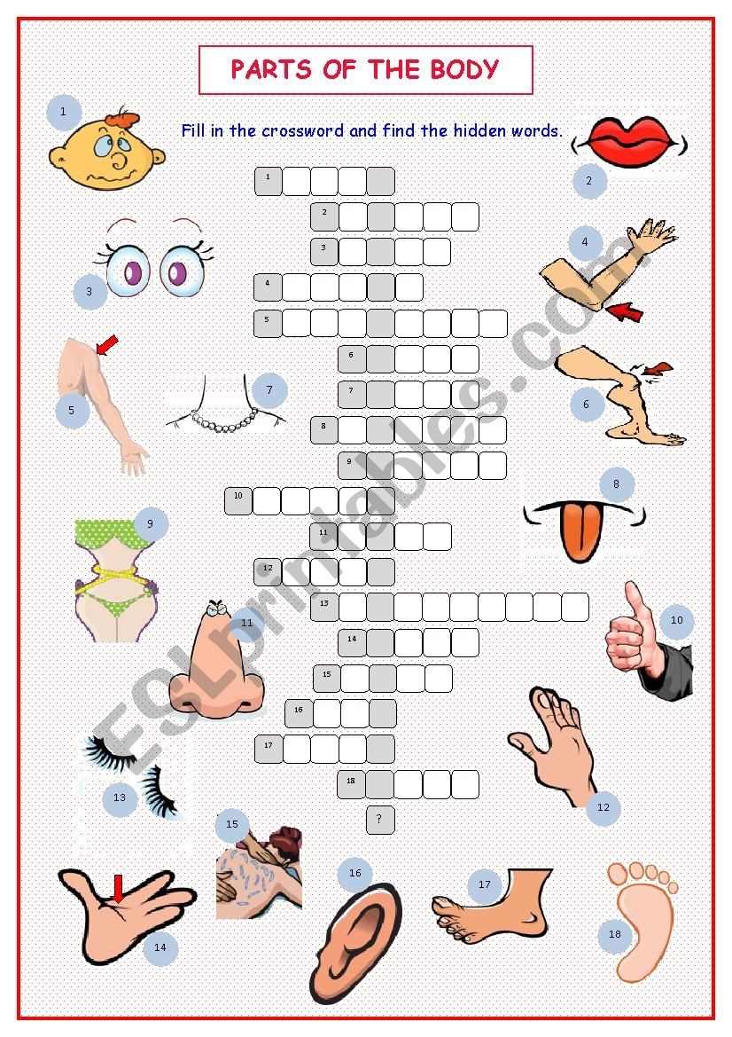 Body Parts Crossword Puzzle ESL Worksheet By Kissnetothedit