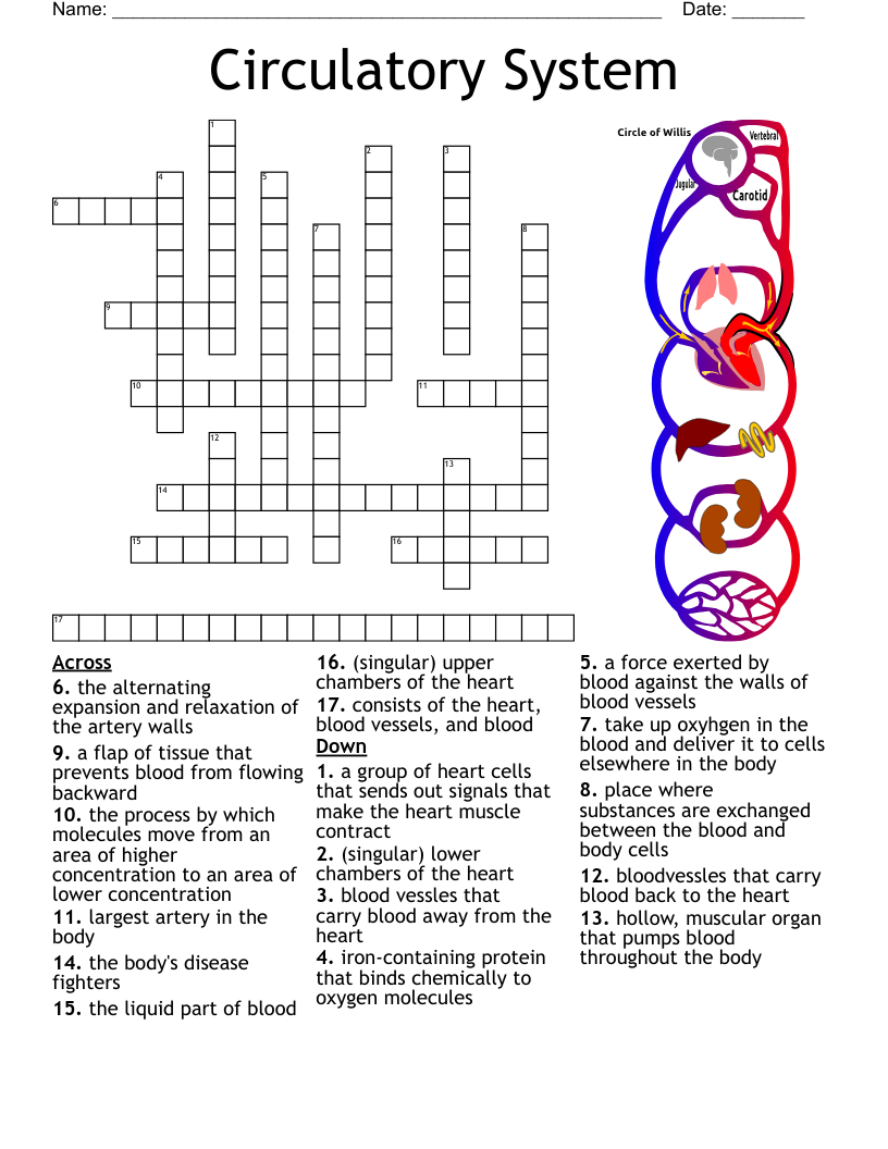 Cardiovascular System Crossword WordMint