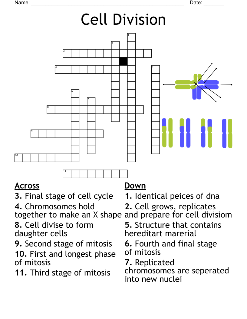 Cell Division Crossword WordMint Cell Division Crossword WordMint