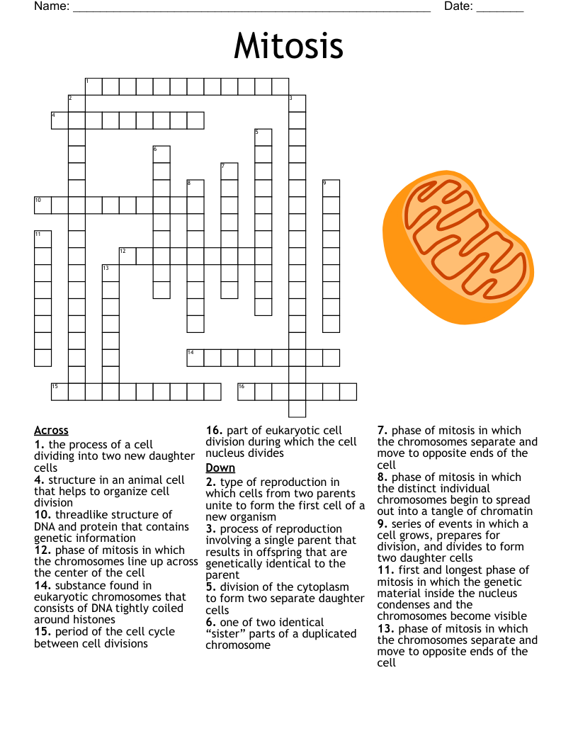 Cell Division Crossword WordMint Cell Division Crossword WordMint