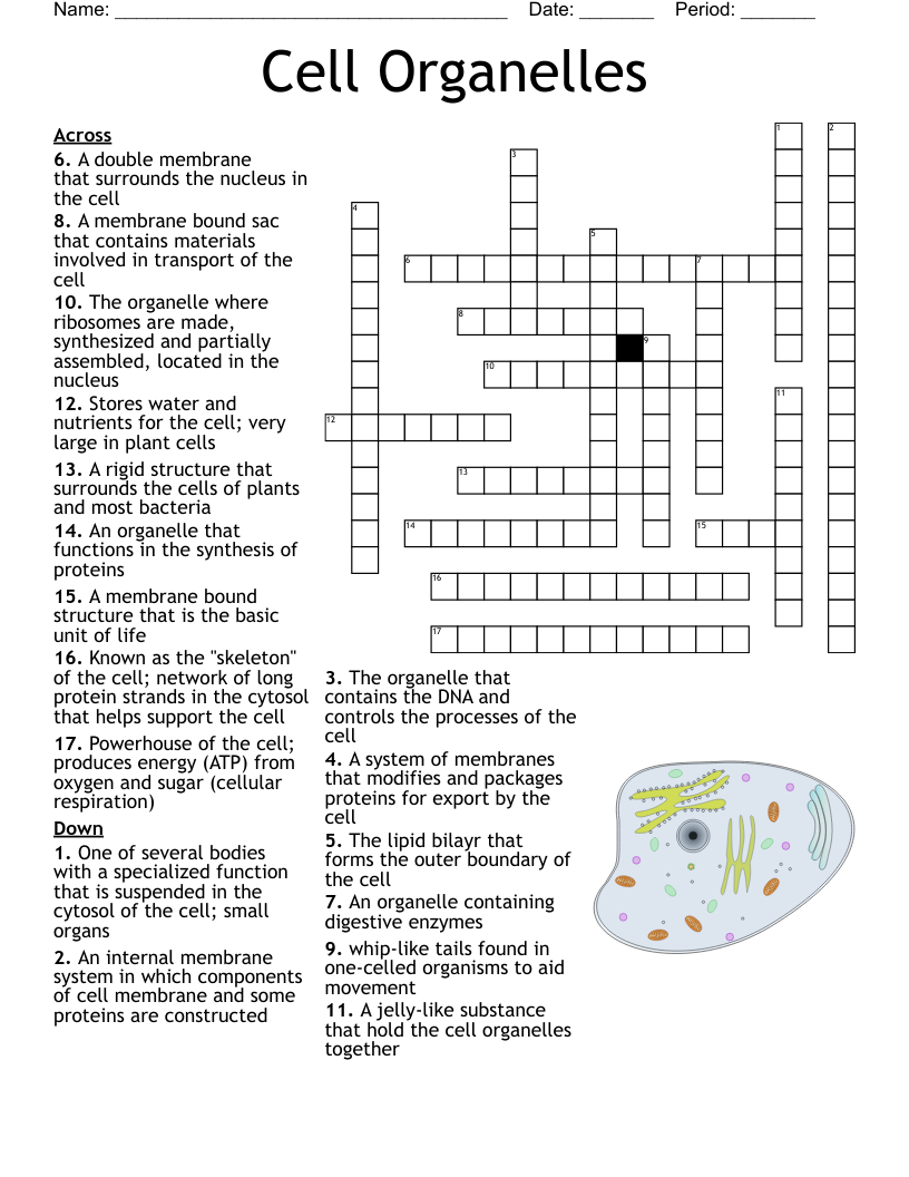 Cell Organelles Crossword WordMint Cell Organelles Crossword WordMint