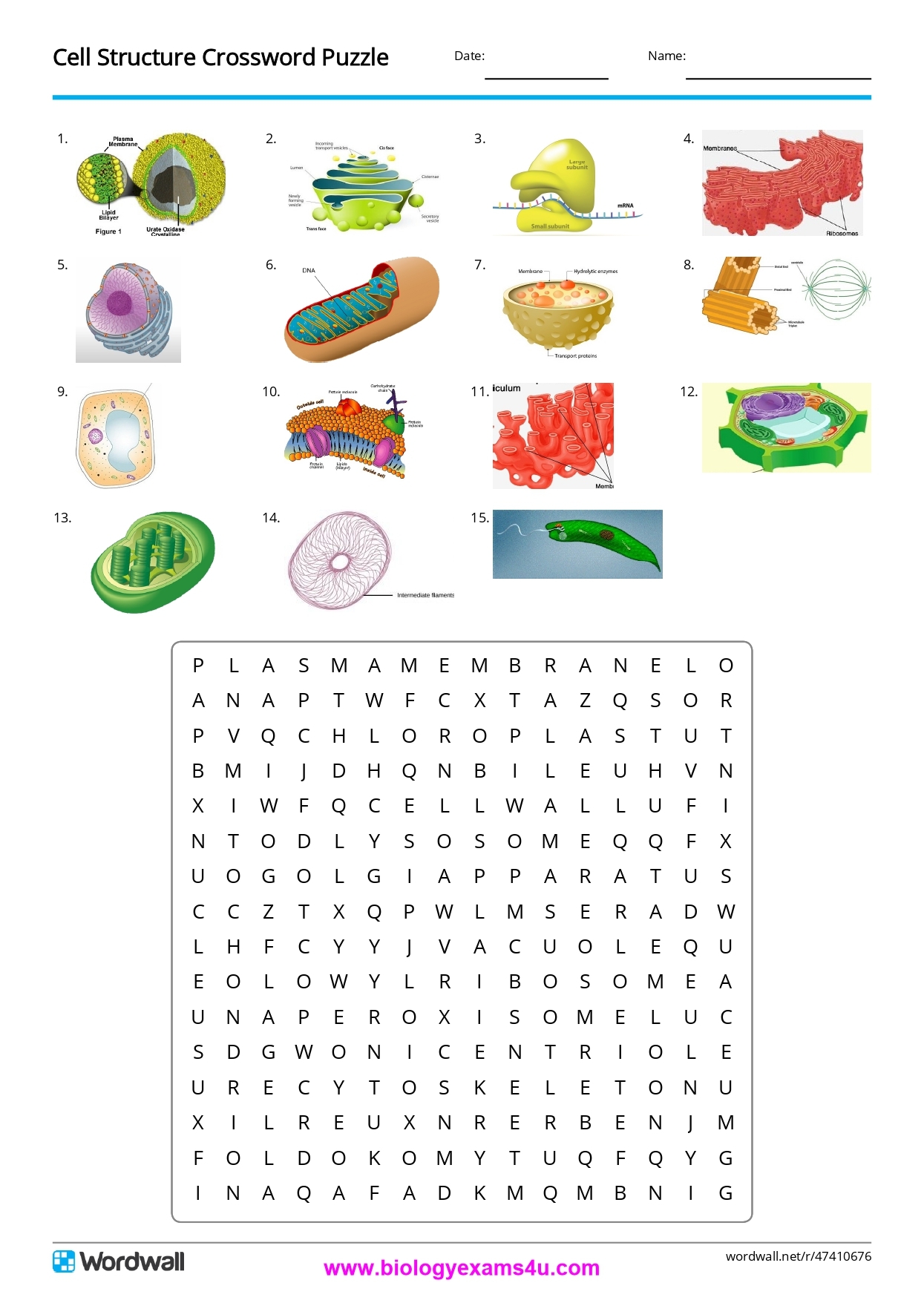 Cell Structure Crossword Puzzle Cell Biology Activity