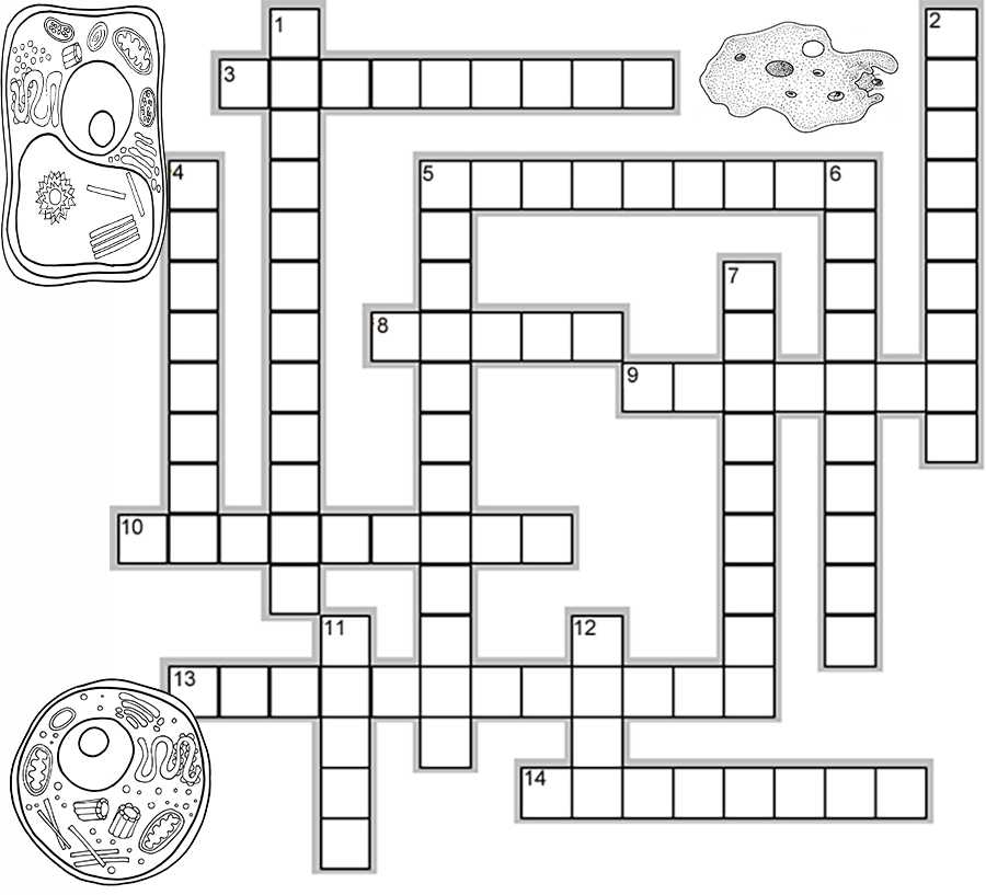 Cell Structures Crossword Puzzle