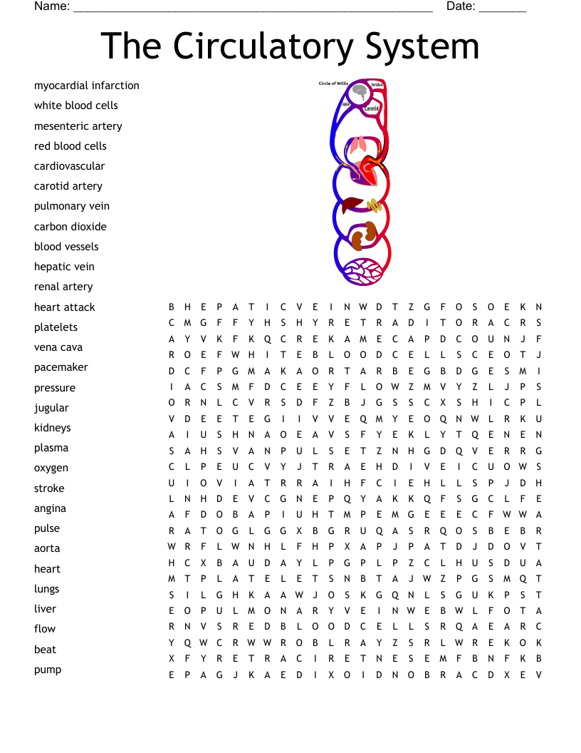 Circulatory System Crossword Puzzle WordMint