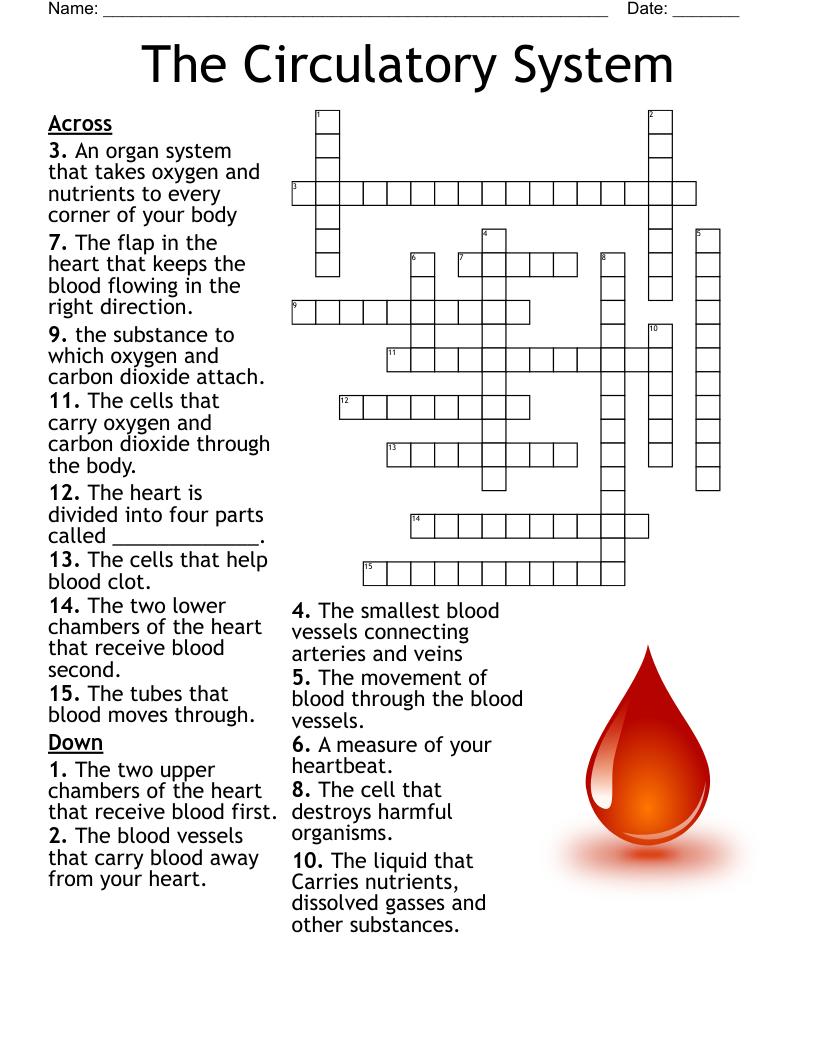 Circulatory U0026 Respiratory System Crossword WordMint