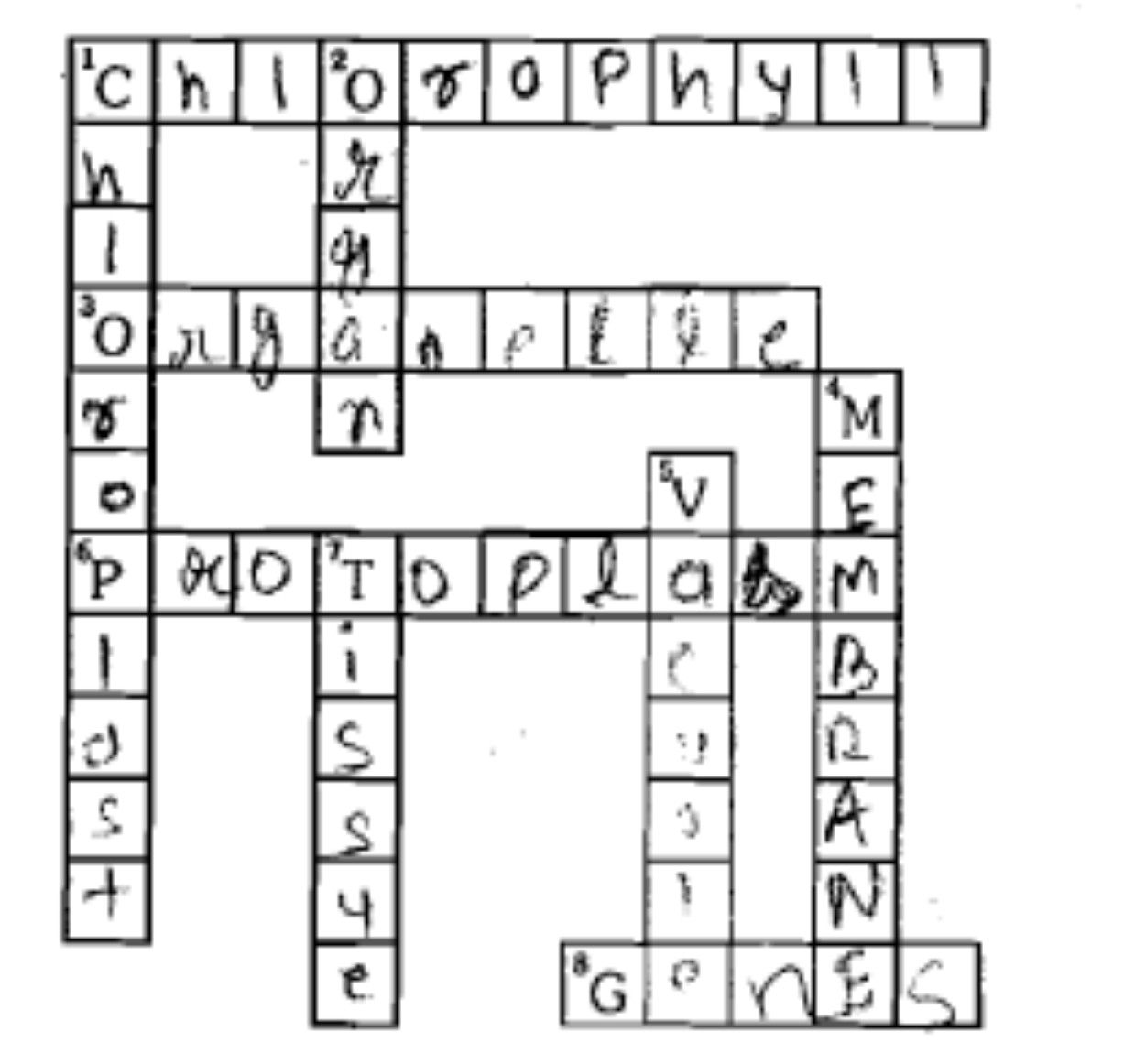 Crossword Puzzle For Photosynthesis