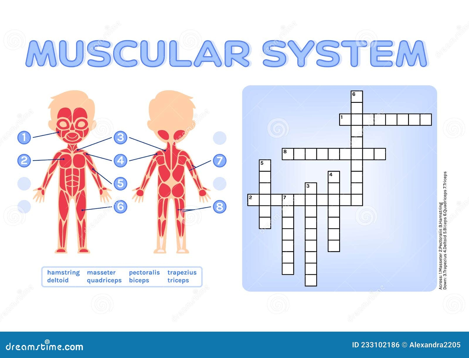 Muscle System Crossword Puzzle