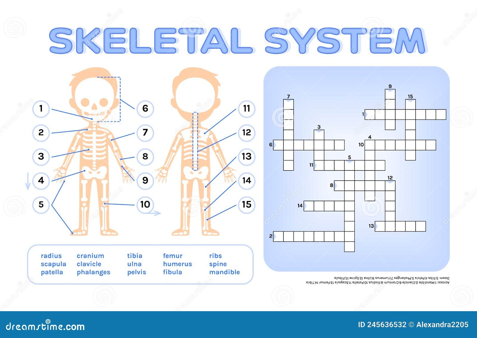 Crossword Puzzle For Children Skeletal System Page From Workbook 