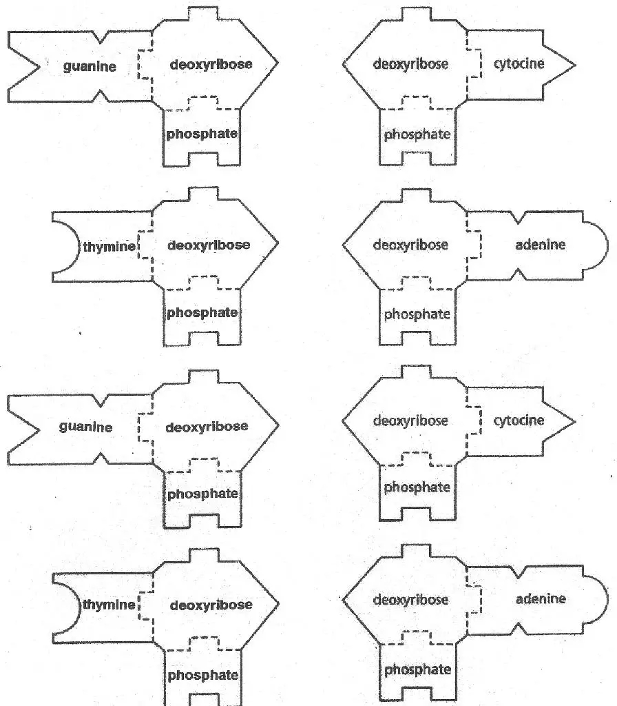 DNA U0026 RNA Templates Science Classroom Teacher Resources
