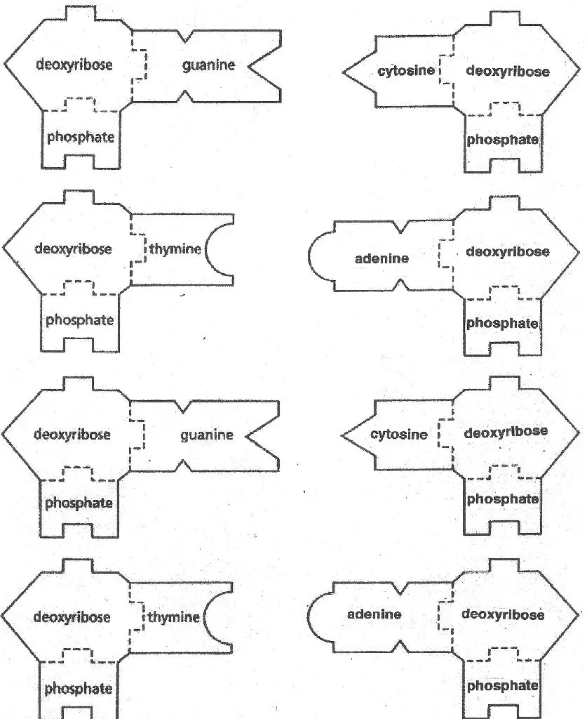 DNA U0026 RNA Templates Science Classroom Teacher Resources