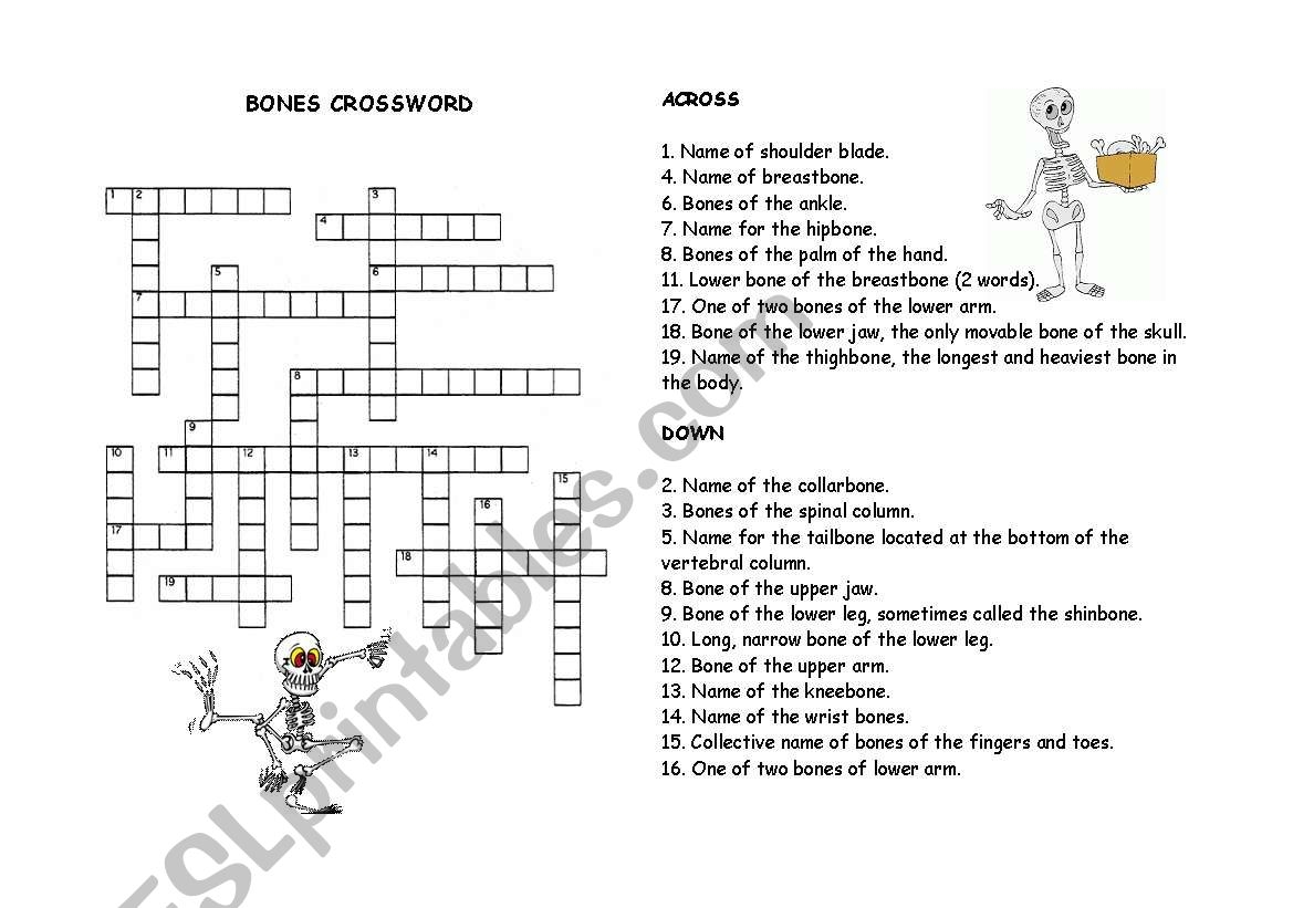 English Worksheets Bones Crossword English Worksheets Bones Crossword