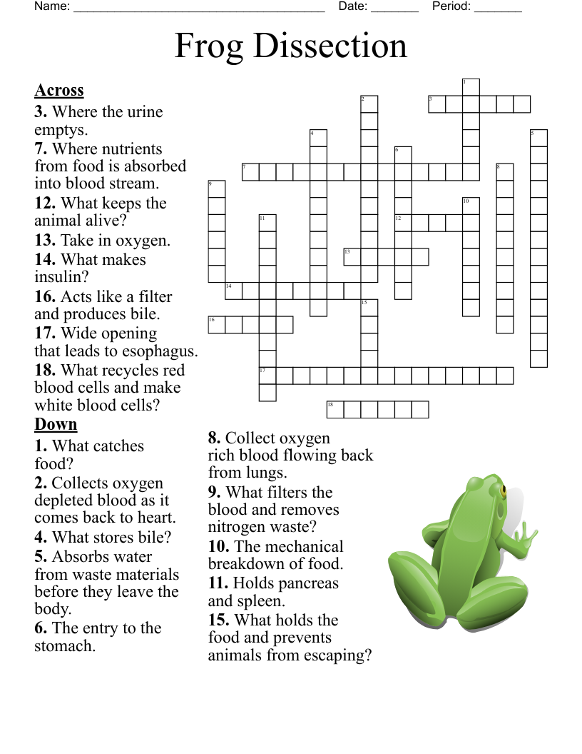 Frog Dissection Crossword WordMint Frog Dissection Crossword WordMint