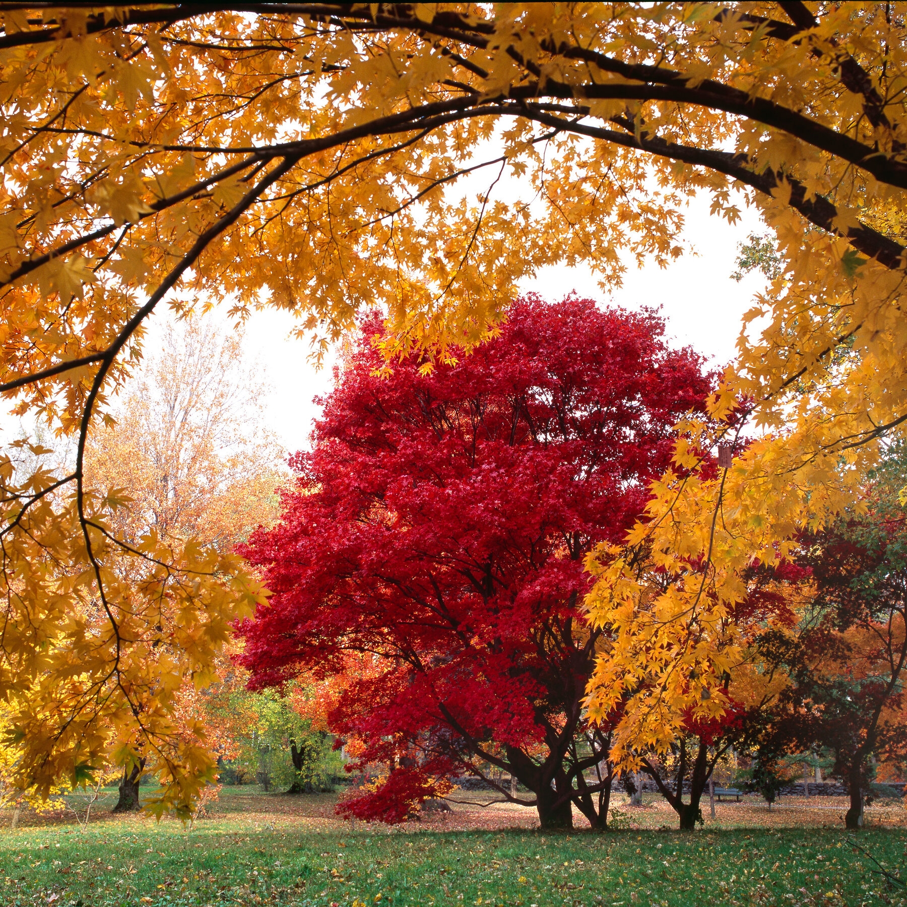 Harvard s Arnold Arboretum Is Looking Toward The Next 150 Years The New York Times