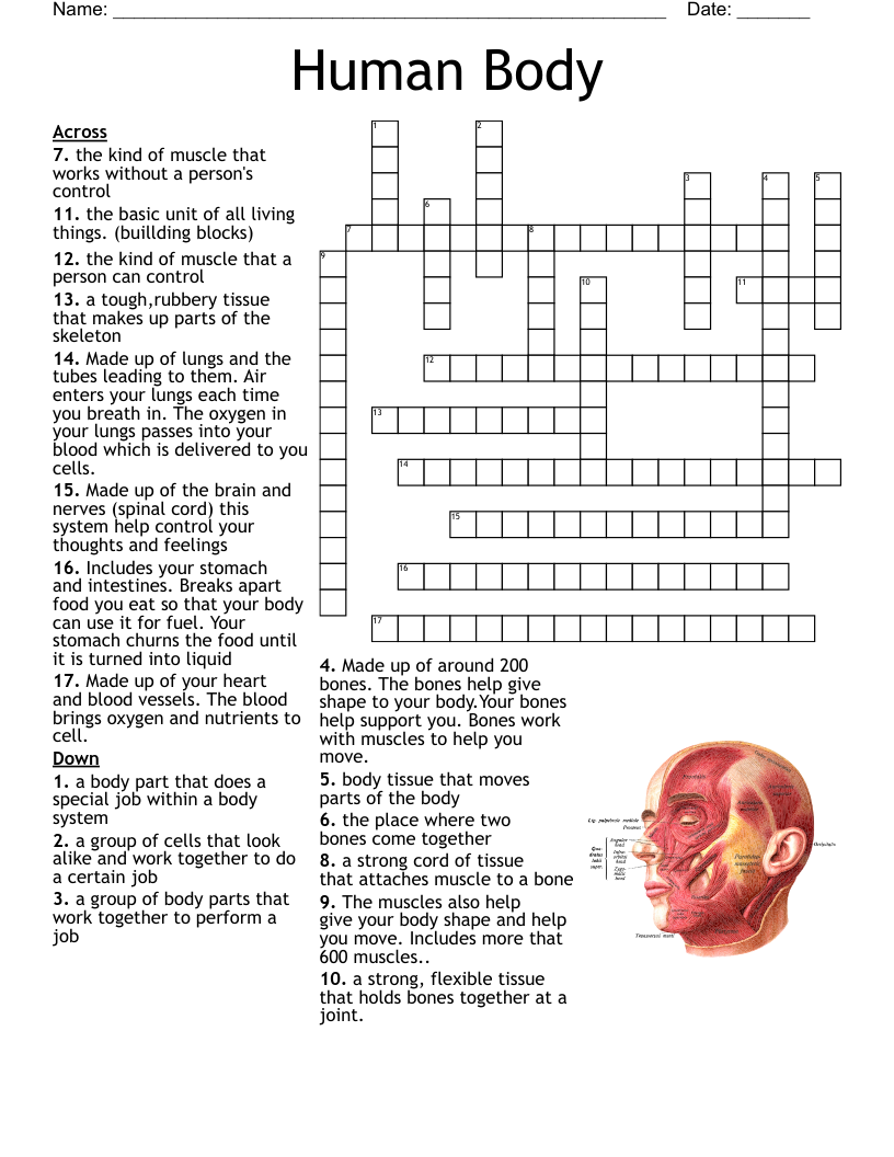 Human Body Crossword WordMint