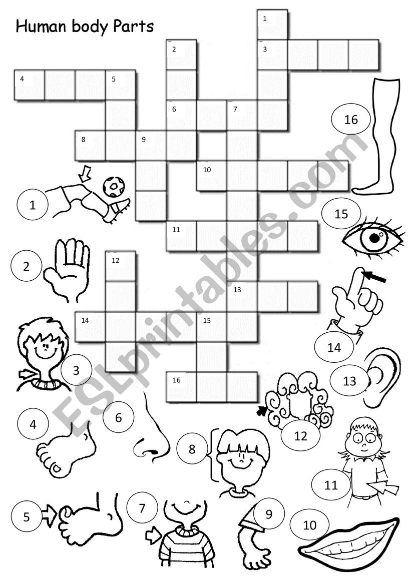 Body Parts Crossword Puzzle Printable