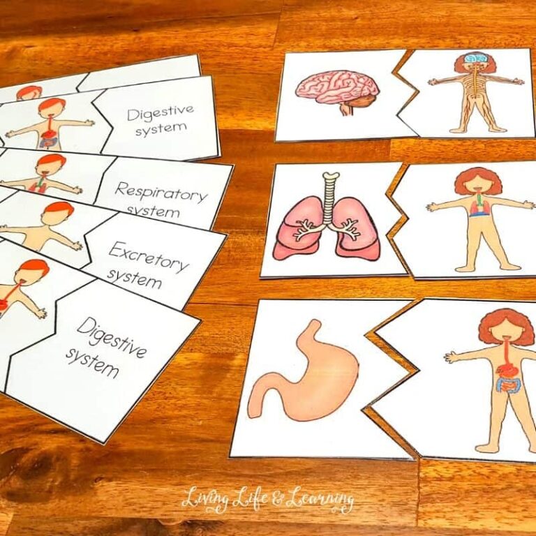 Human Body Puzzles