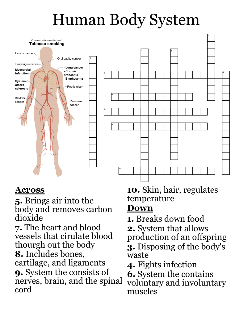 Human Body System Crossword WordMint