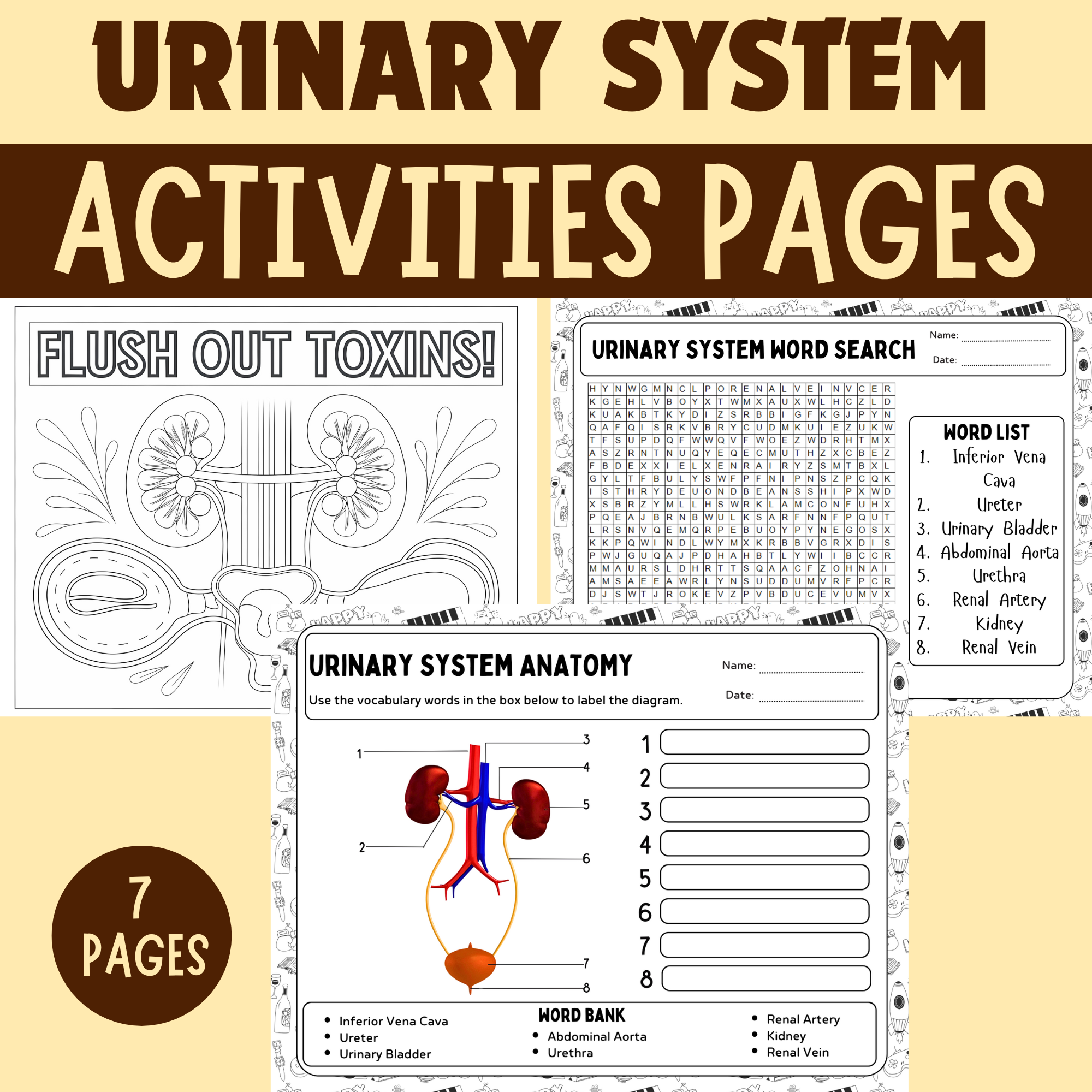 Human Urinary System Activities Labeling Worksheets Resources For Learning Kidney And Bladder Made By Teachers Human Urinary System Activities Labeling Worksheets Resources For Learning Kidney And Bladder Made By Teachers