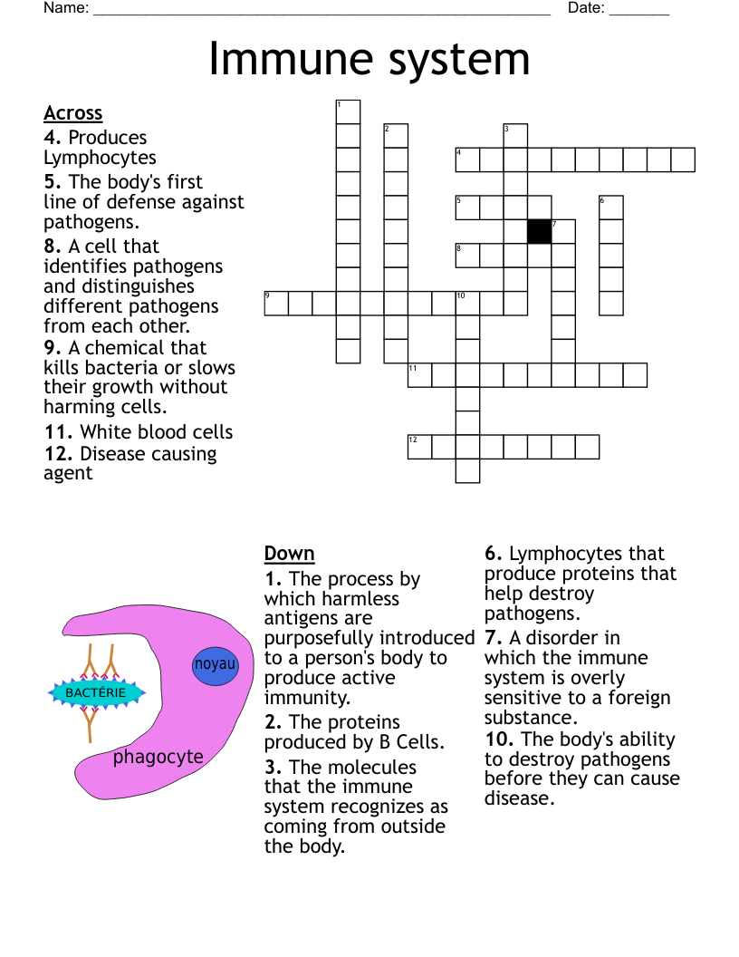 Immune System Crossword Puzzle