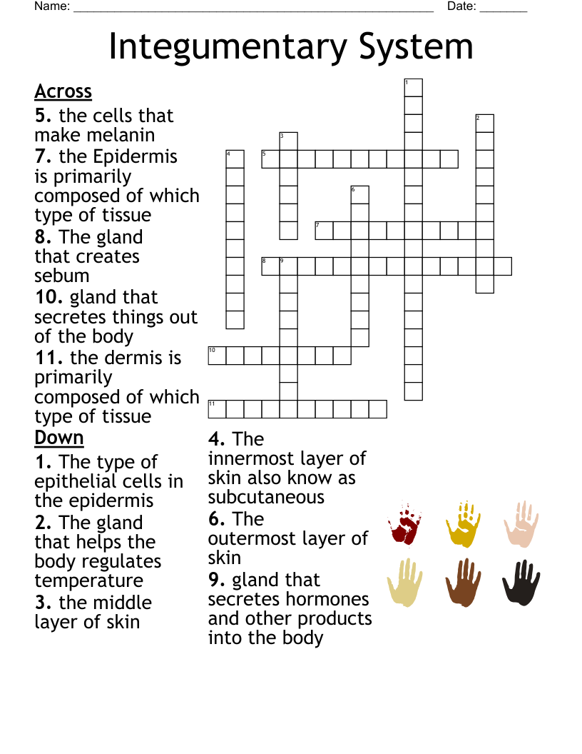 Integumentary System Crossword WordMint