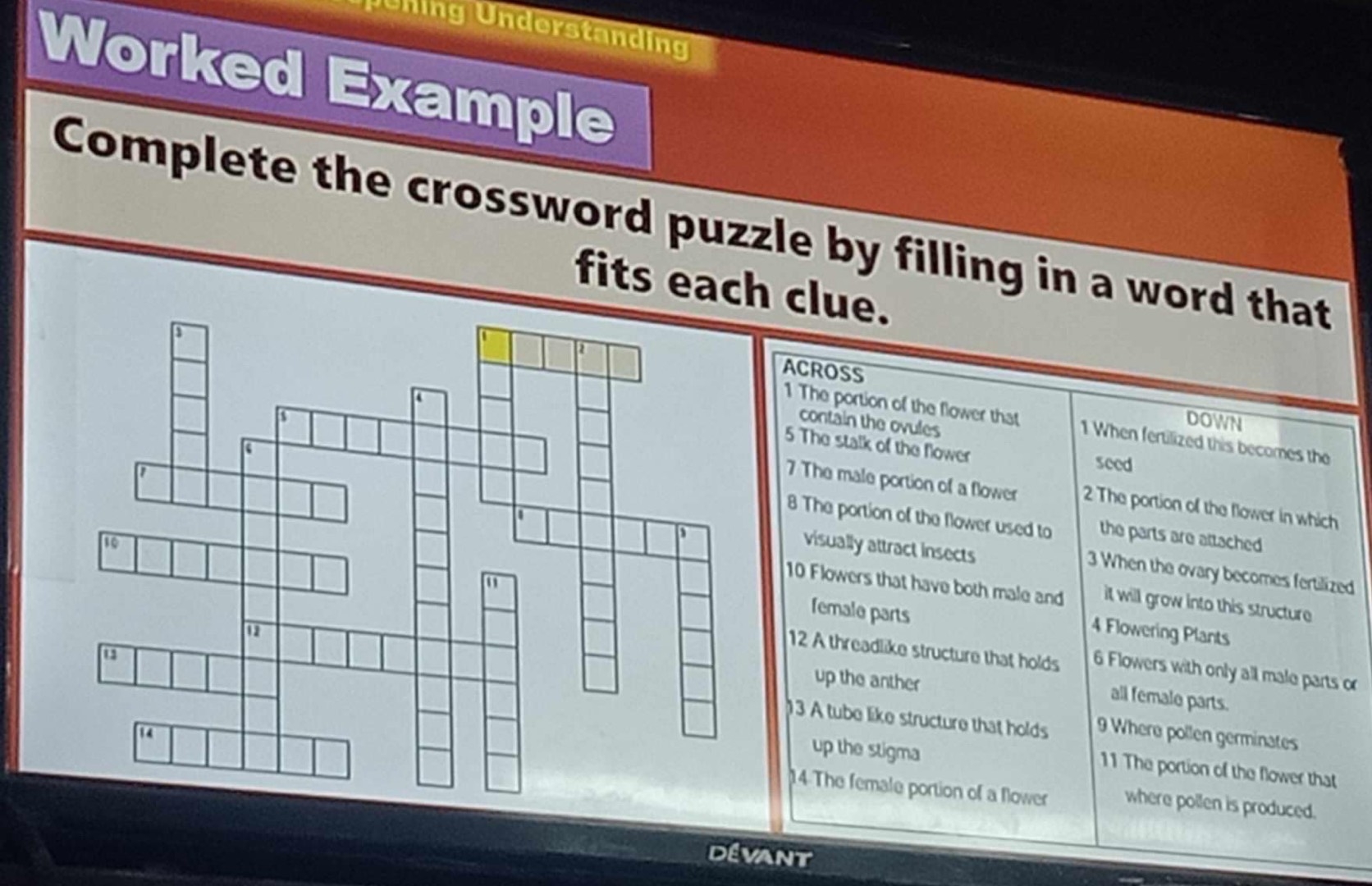 Flower Part Crossword Puzzle