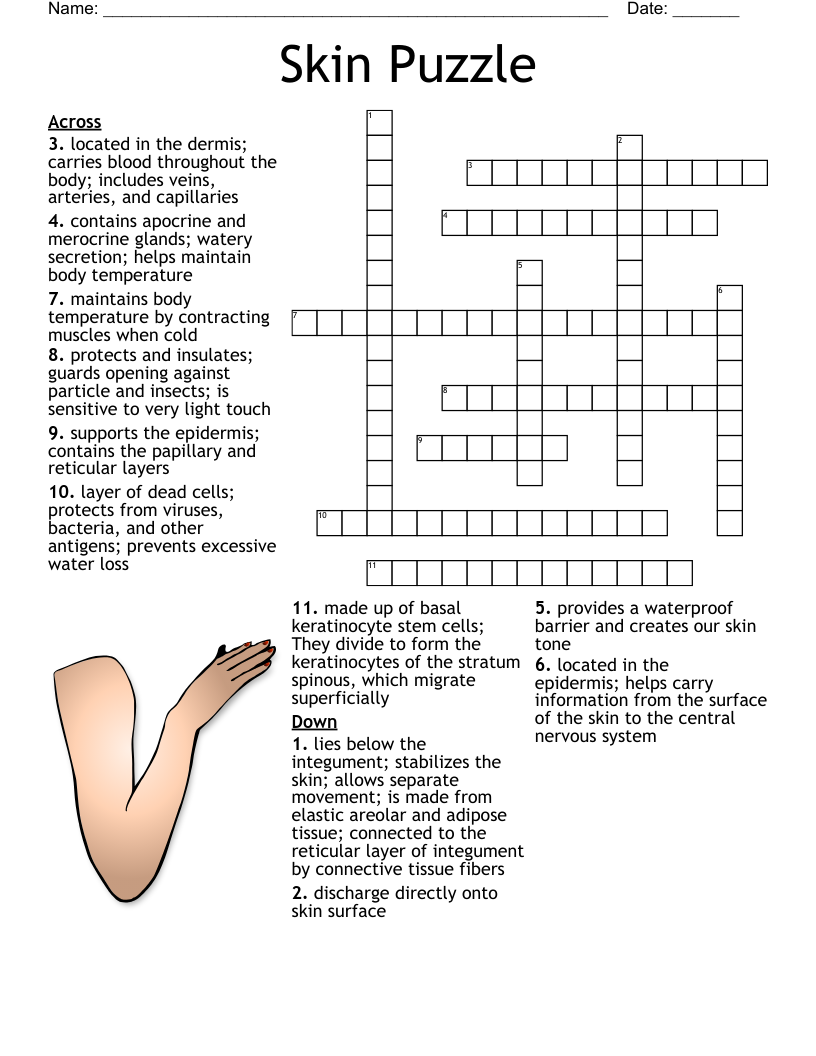 Muscle Anatomy Crossword Puzzle Answers