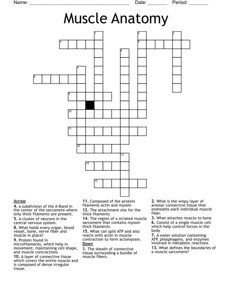 Muscle Anatomy Crossword WordMint
