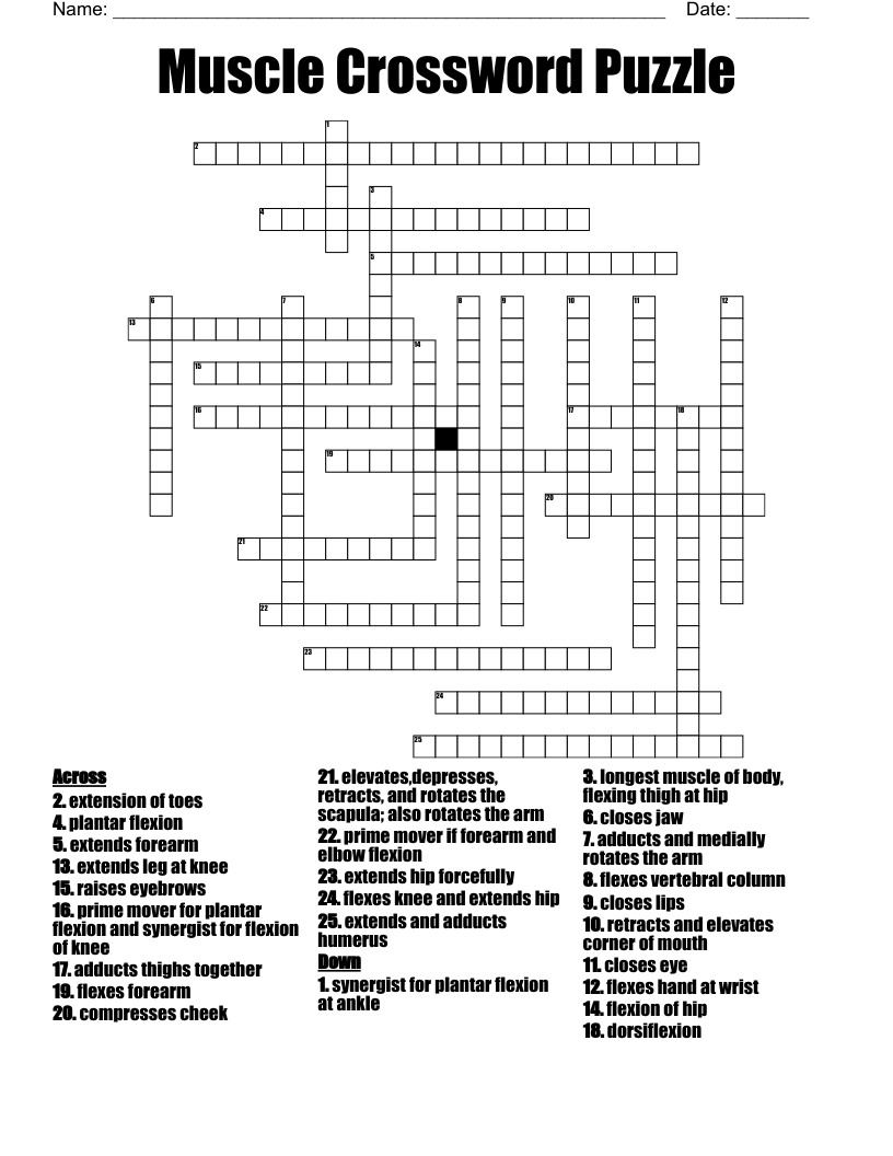 Muscle Crossword Puzzle WordMint