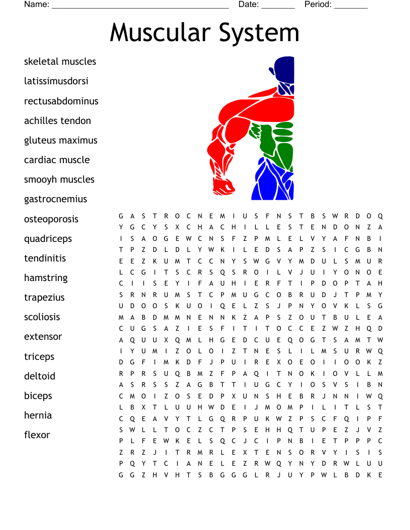 Muscle Crossword WordMint