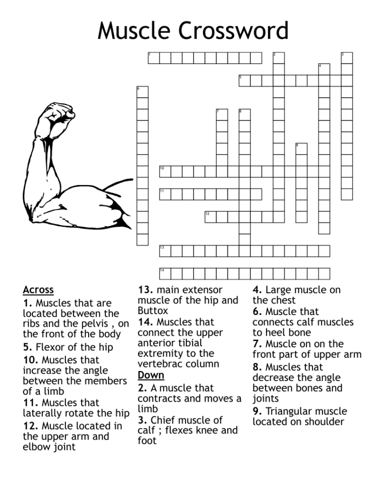 Muscle Crossword WordMint