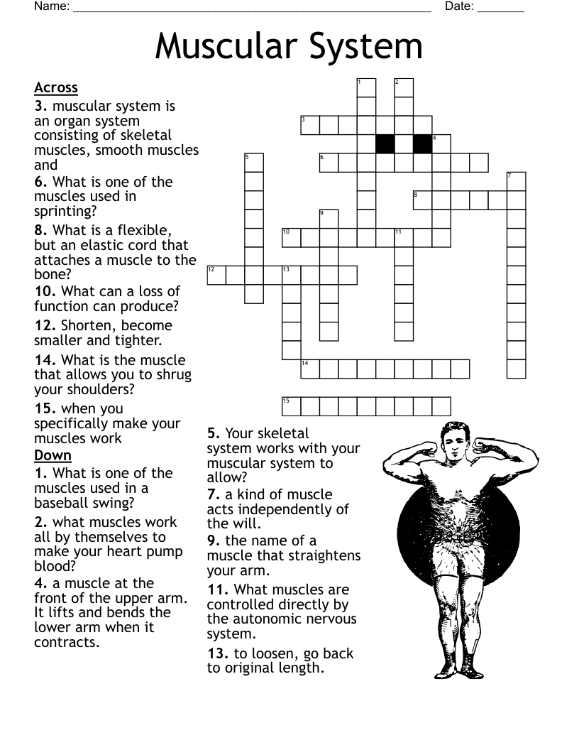 Muscles Crossword Puzzle
