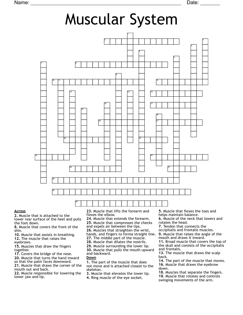 Muscular System Crossword WordMint