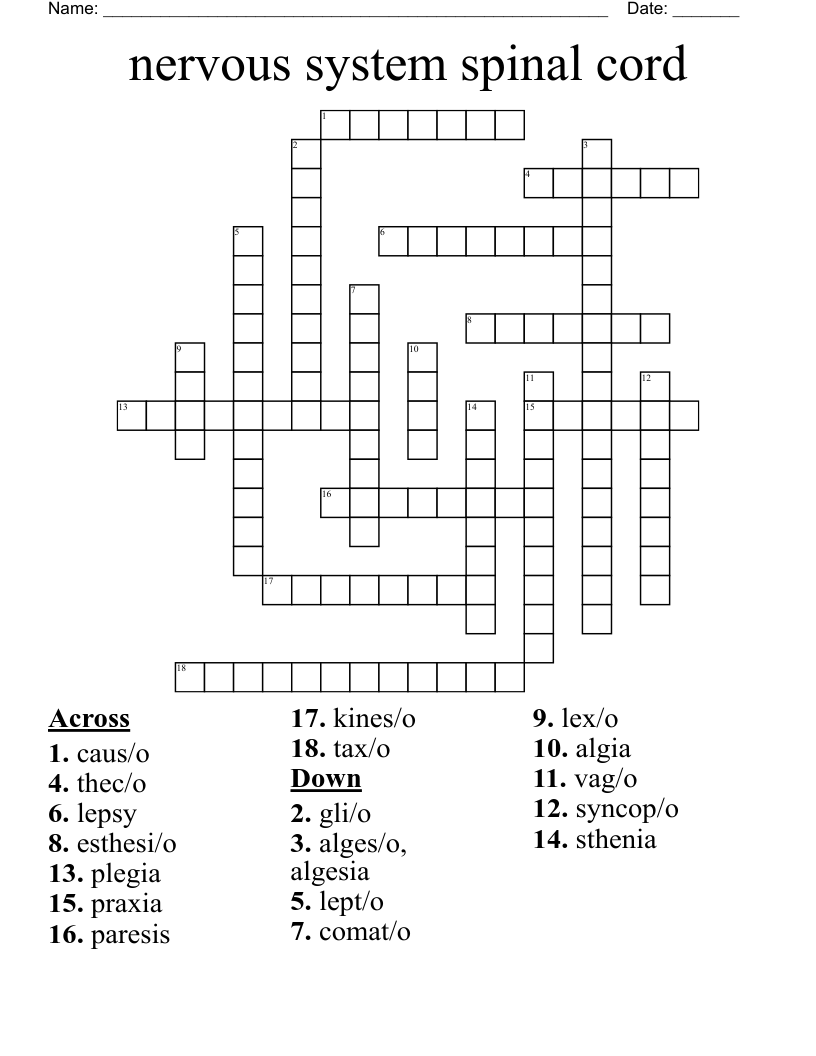 Nervous System Spinal Cord Crossword WordMint