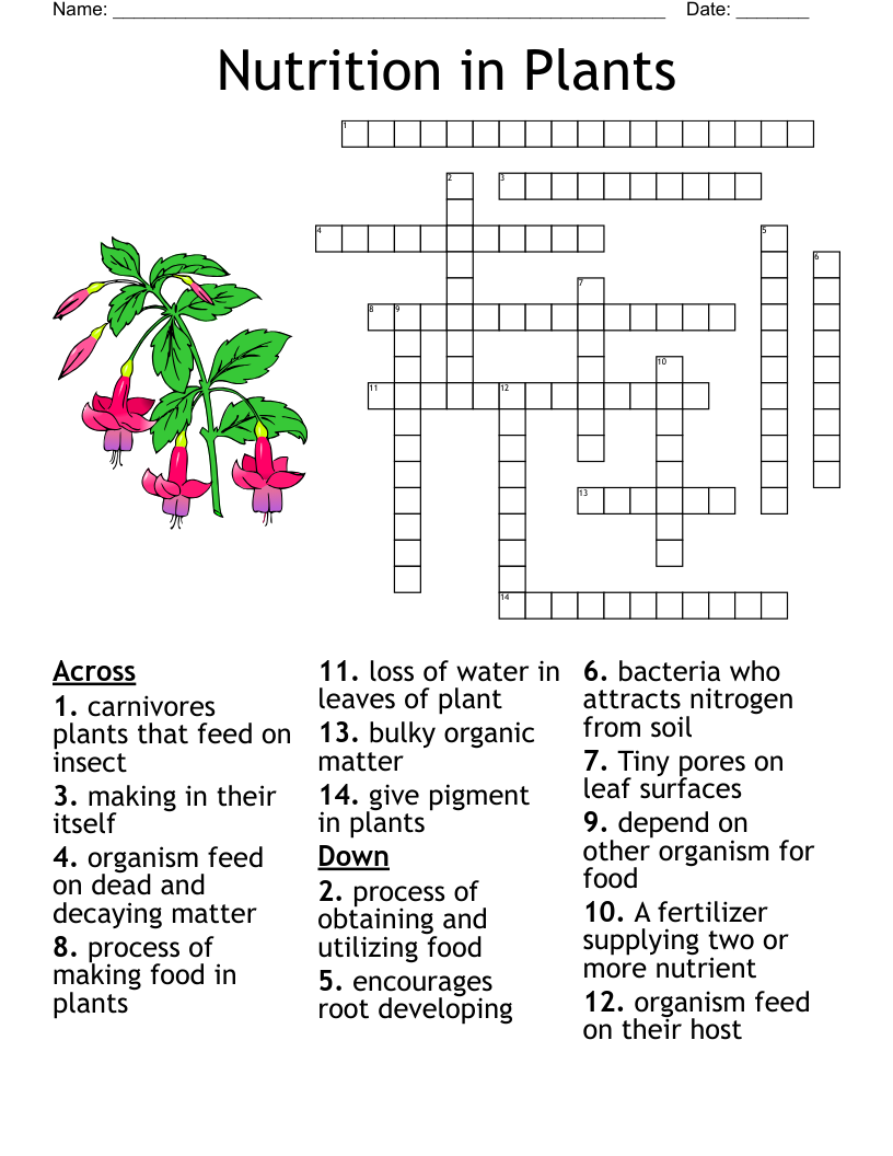 Nutrition In Plants Crossword WordMint