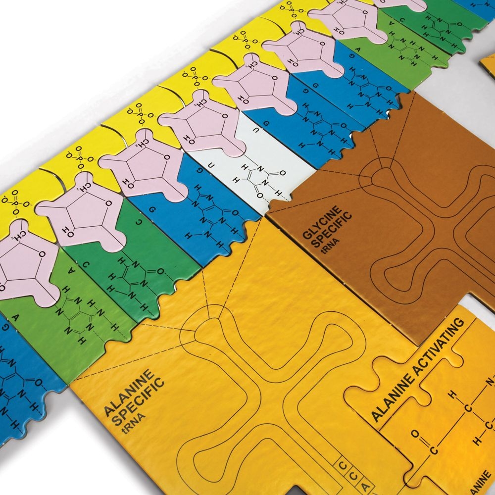 Original DNA Puzzle Kit Carolina Biological Supply