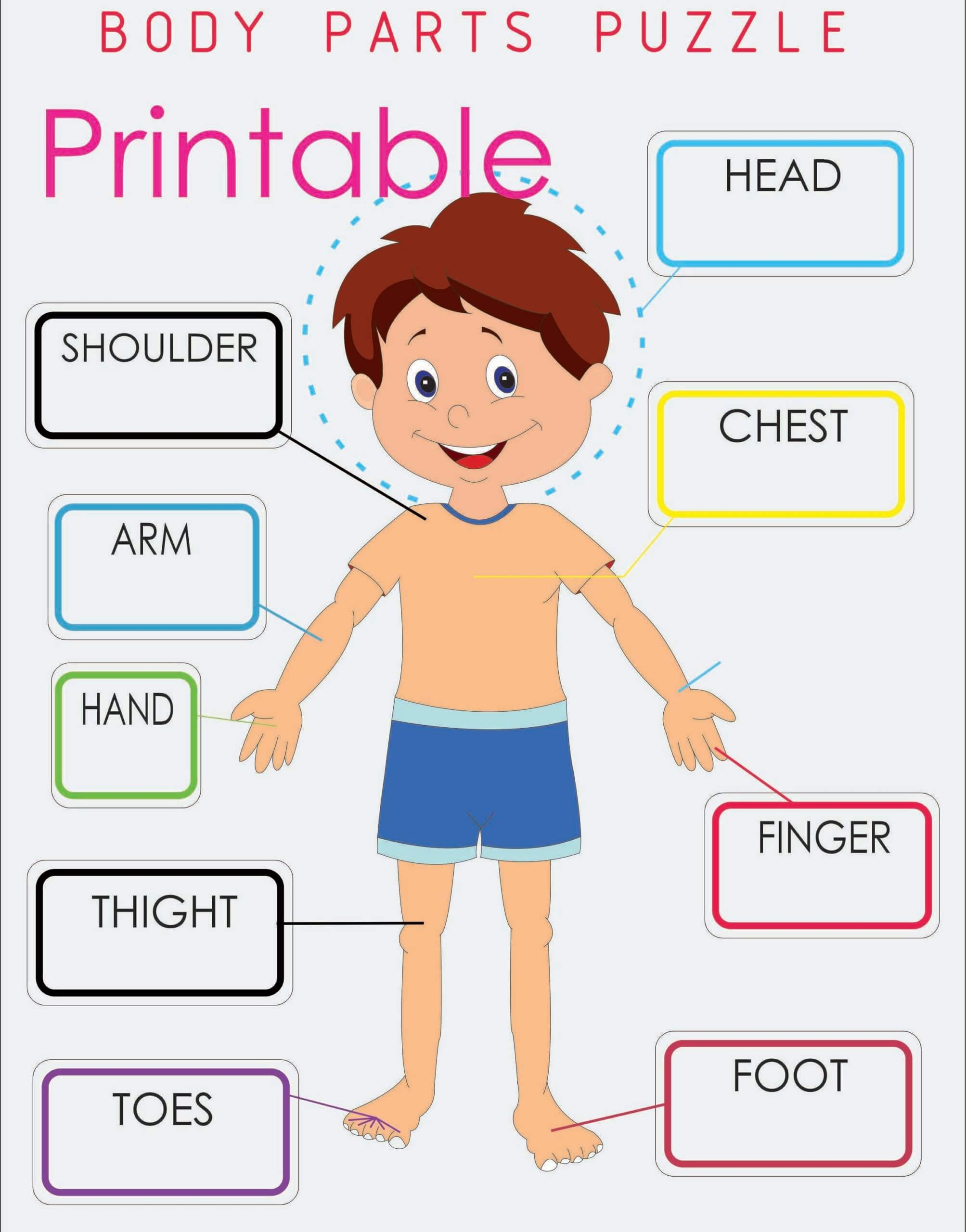 Parts Of Body Puzzle Printable Montessoriseries Worksheets Library