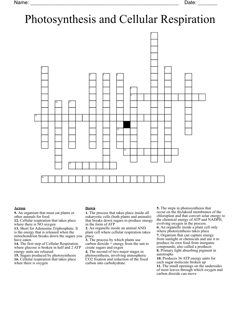 Crossword Puzzle Photosynthesis Crossword Puzzle Photosynthesis