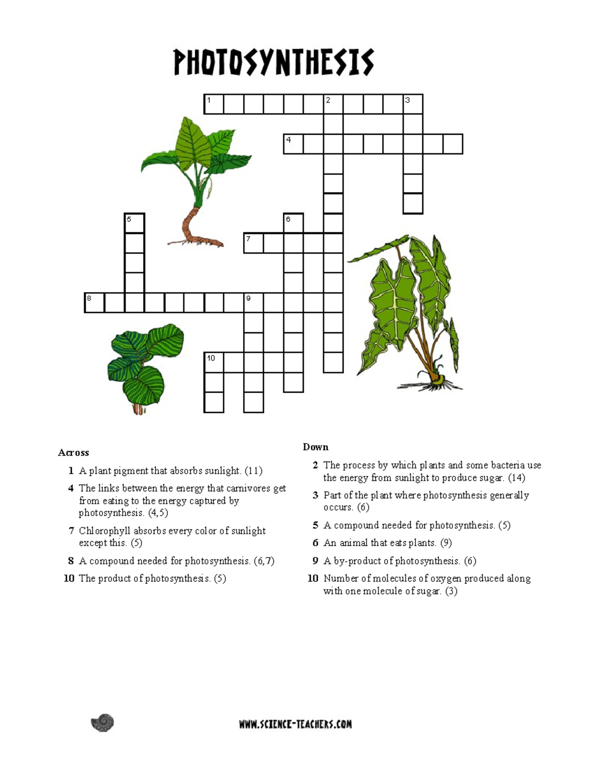 Photosynthesis Crossword Across 1 A Plant Pigment That Absorbs 