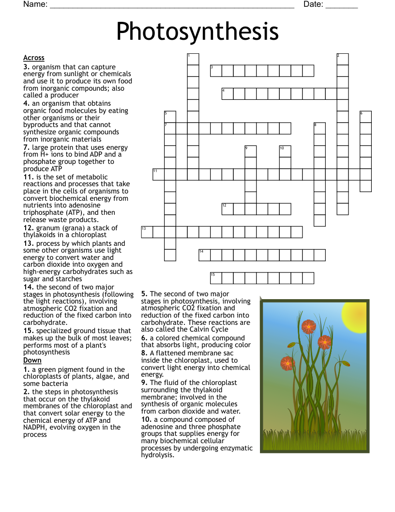 Photosynthesis Crossword WordMint Photosynthesis Crossword WordMint