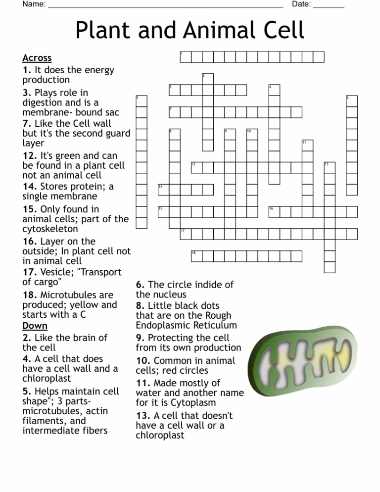 Plant And Animal Cell Crossword WordMint