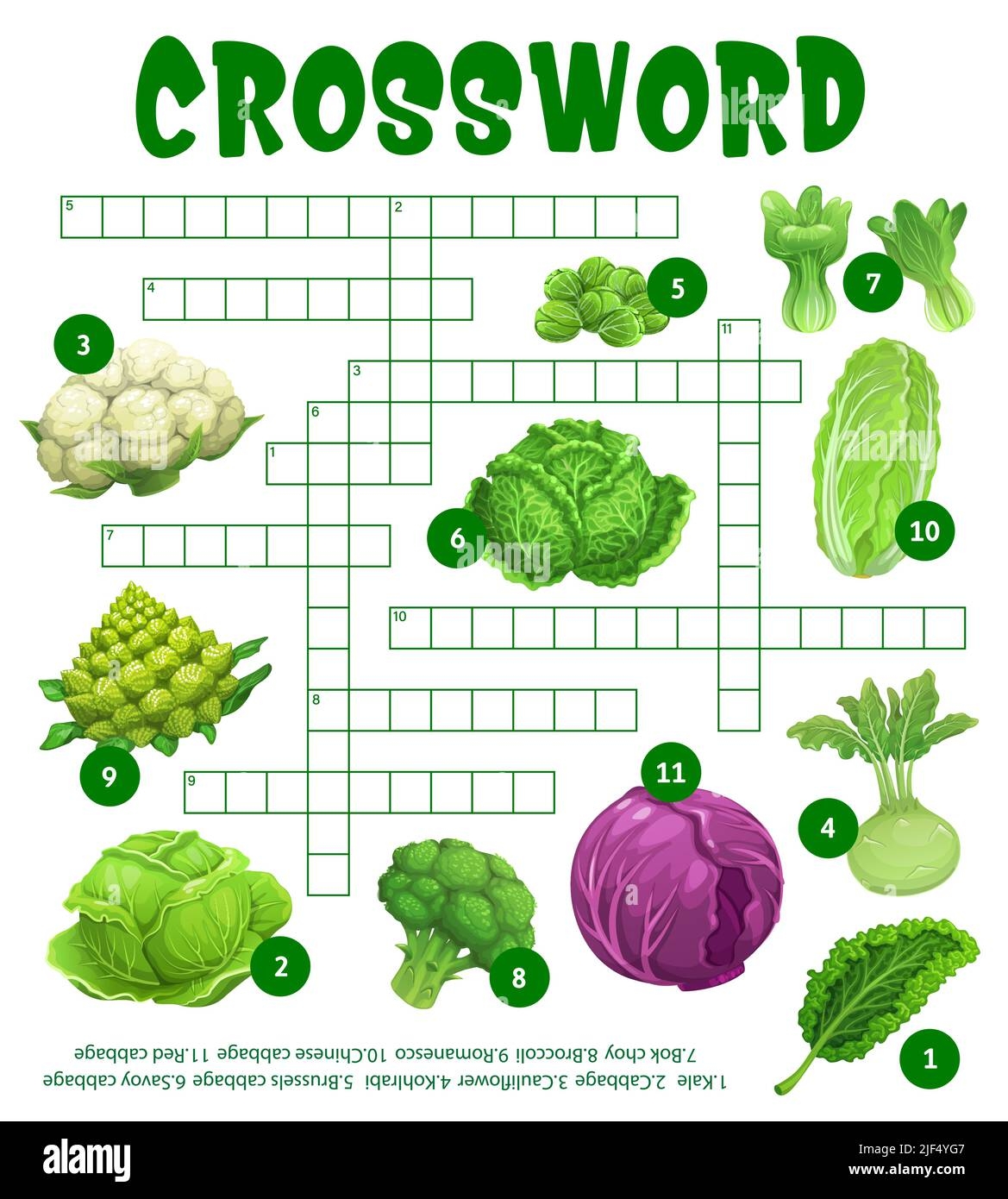 Raw Cabbage Vegetables On Crossword Puzzle Worksheet Find Word 
