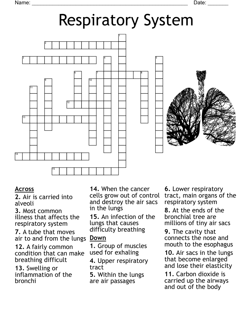 Respiratory And Circulatory System Crossword WordMint