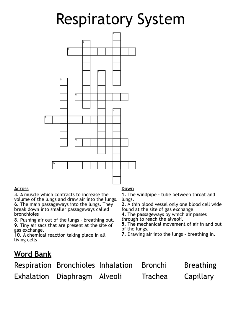 Respiratory System Crossword WordMint