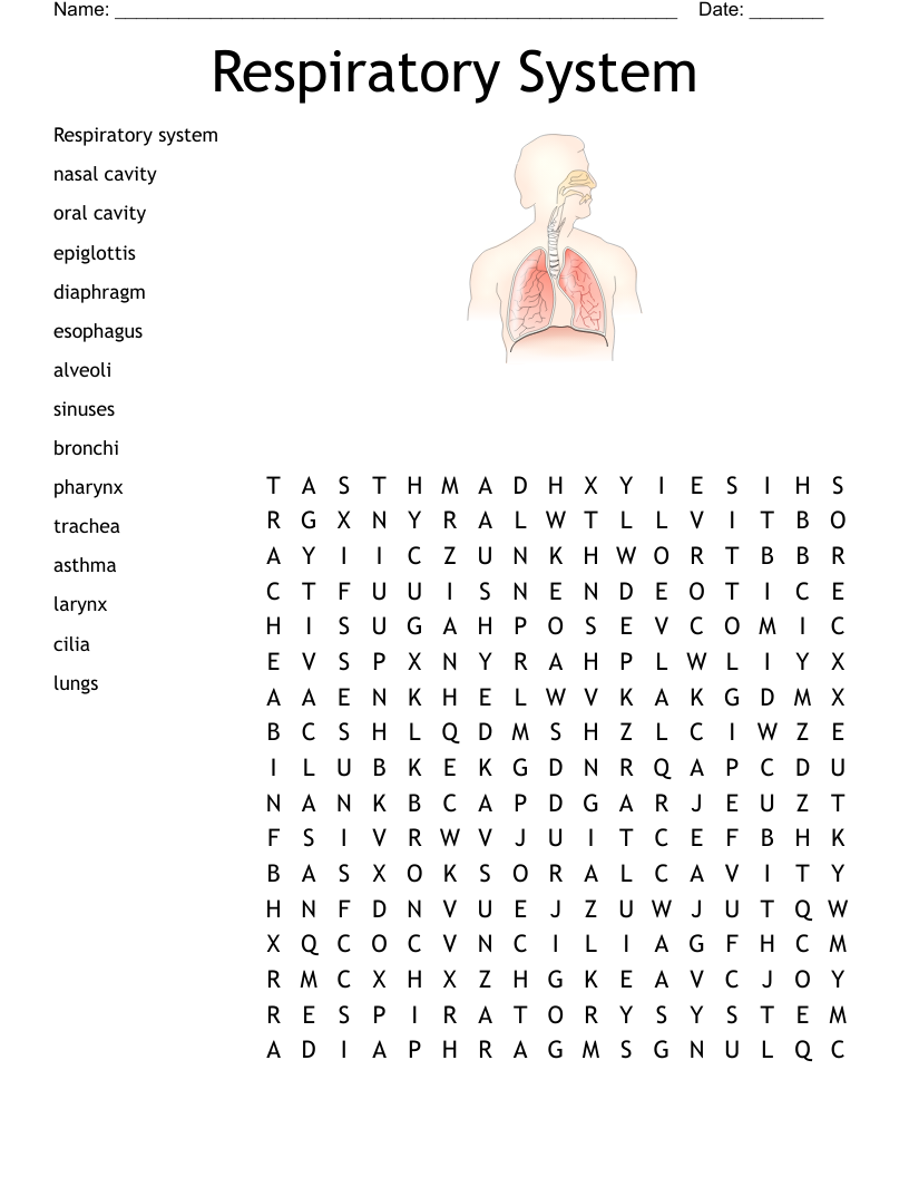 Respiratory System Crossword Puzzle