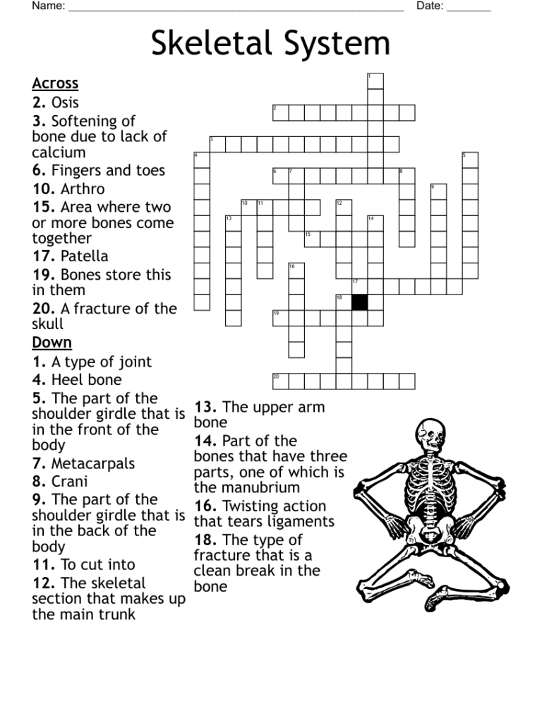 Skeletal System Crossword WordMint